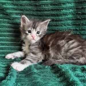Leo, Male